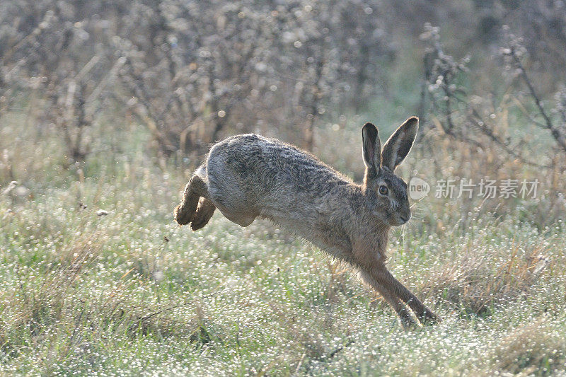 野兔(欧洲Lepus europaeus)